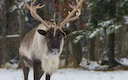 Kariboe (Rendier) (Rangifer tarandus caribou), 3 of 4