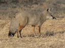 Indiese jakkals (Vulpes bengalensis), 4 of 4