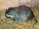 Kleinrietrot (Thryonomys gregorianus), 1 of 2