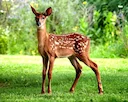 Devastating 1080 By-Kill Confirmed: Stewart Island Deer Numbers Crash 97%
New research confirms what hunters feared – aerial 1080 drops on Stewart Island have killed up Devastating 1080 By-Kill Confirmed: Stewart Island Deer Numbers Crash 97%
New research confirms what hunters feared – aerial 1080 drops on Stewart Island have killed up