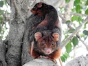 Ooslike ringstert-possum (Pseudocheirus peregrinus), 2 of 3