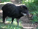 Witlip-pekari (Tayassu pecari), 3 of 3