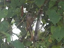 Swartkop-eekhoringaap (Saimiri vanzolinii), 2 of 3