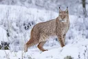 Lūsis - Latvijā šad un tad sastopams kaķu dzimtas plēsējs. To visbiežāk var sastapt Kurzemē un Zemgalē. Apdzīvo galvenokārt lielus skujkoku un jauktus mežus (labprātāk ne