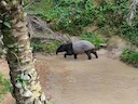 Malaijilainen tapiri Malaijilainen tapiri