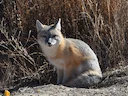 Vinnige jakkals (Vulpes velox), 1 of 3
