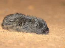 Oos-Afrikaanse molrat (Tachyoryctes splendens), 2 of 3