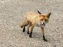 Rooidoringvos (Kruisvos) (Vulpes vulpes crucigera), 2 of 3