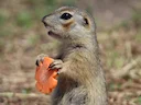 Rooiwang-grondeekhoorn (Spermophilus erythrogenys), 2 of 5