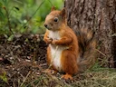 Gewone eekhoring (Sciurus vulgaris), 7 of 8