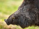 
In den tiefen Wäldern und malerischen Landschaften, fernab vom Trubel der menschlichen Zivilisation, begegnet man oft einem faszinierenden Geschöpf: dem wunderschönen Wi