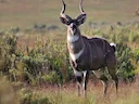 Bergnyala (Tragelaphus buxtoni), 3 of 5