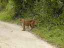 Bergleeu (Puma concolor), 9 of 14