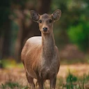 Hog Deer Hunting Area in Victoria Expanded 

Victoria expands its hog deer hunting zone in the Gippsland Lakes, increasing access for hunters and strengthening deer popul