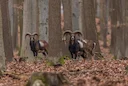 European moufflon (Ovis gmelini musimon)
Canon gear
Czechia - 2023
ISO2500 - 6,3 - 1/500