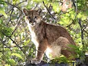 Puma (Bergleeu)