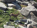 Pireneese gemsbok (Pireneese steenbok) (Rupicapra pyrenaica pyrenaica), 1 of 3