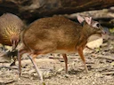 Klein Oosterse chevrotain (Tragulus kanchil), 2 of 7