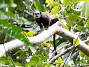 Vlekgesig-tamarijn (Saguinus inustus), 1 of 5