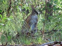 Black-striped Wallaby (Notamacropus dorsalis), 5 of 5