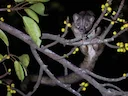 Afrikaanse palmsiviet