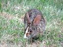 Moeraskonyn (Sylvilagus aquaticus), 2 of 4