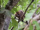 Koatis (Nasuas)
