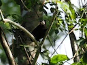 Vlekgesig-tamarijn (Saguinus inustus), 2 of 5