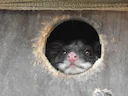 Ooslike ringstert-possum (Pseudocheirus peregrinus), 3 of 3