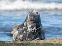 Grysseehond (Halichoerus grypus), 9 of 12