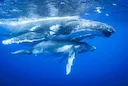 Marine mammals such as whales and pinnipeds are also targets of hunting, both recreationally and commercially, often with heated controversies regarding the morality, eth