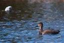 Grippe aviaire Nord: les sauvaginiers pourront chasser sous conditions 

Accord dans le Nord pour permettre la chasse au gibier d’eau en cas de grippe aviaire, après six 