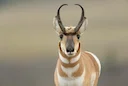 How to Stalk a Pronghorn Antelope
The heat of the merciless sun pounded the back of my neck as I glassed through the small gap of the lone cedar bush I was crouched behin