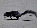 Rooibuisekster (Sciurus aureogaster), 1 of 7