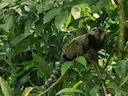 Swartoor-marmoset Swartoor-marmoset