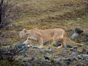 Puma (Berglöwe) (Puma concolor concolor), 3 of 3