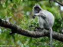 Silwerblaaipop (Trachypithecus cristatus), 3 of 3