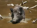 Wilde vark (Sus scrofa), 4 of 5
