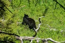 Black Bear Hunting Seasons in Florida and Louisiana Generate Crucial Conservation Funding

Florida and Louisiana are demonstrating how regulated black bear hunting season