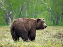 Bruinbeer (Ursus arctos), 8 of 14