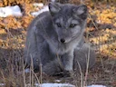 Poolvos (Vulpes lagopus), 6 of 7