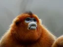 Goudsnubbe-aap (Rhinopithecus roxellana), 2 of 6