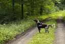 L'Italia offre un'esperienza di caccia incredibile grazie ai suoi paesaggi diversificati e alla ricca fauna selvatica. Dalle colline della Toscana alle pendici alpine, il