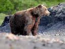 Beringse bruinbeer Beringse bruinbeer
