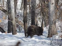 Ussurise wildsbok (Ussurise wilde vark)