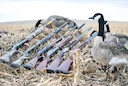 Washington 2026 Brant Goose Season: Open in Three Counties, Closed in Skagit Due to Low Counts
MILL CREEK, Washington, United States — The Washington Department of Fish Washington 2026 Brant Goose Season: Open in Three Counties, Closed in Skagit Due to Low Counts
MILL CREEK, Washington, United States — The Washington Department of Fish