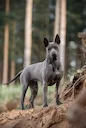Тайский риджбек
Четвероногие жители восточного Таиланда входят в число самобытных пород, развитие которых происходило без вмешательства селекционеров, по законам естестве Тайский риджбек
Четвероногие жители восточного Таиланда входят в число самобытных пород, развитие которых происходило без вмешательства селекционеров, по законам естестве