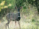 Klein kudu (Tragelaphus imberbis), 2 of 3