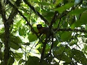 Goudmanteltamaryn (Saguinus tripartitus), 2 of 6