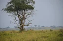 Hunting in Huila, Angola: Traditions, Key Facts, Hunting Methods, Seasons, Game Species and Clubs 

The Huila region in Angola offers a unique hunting experience, blendin